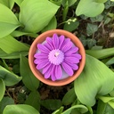 IMG_0981.jpeg